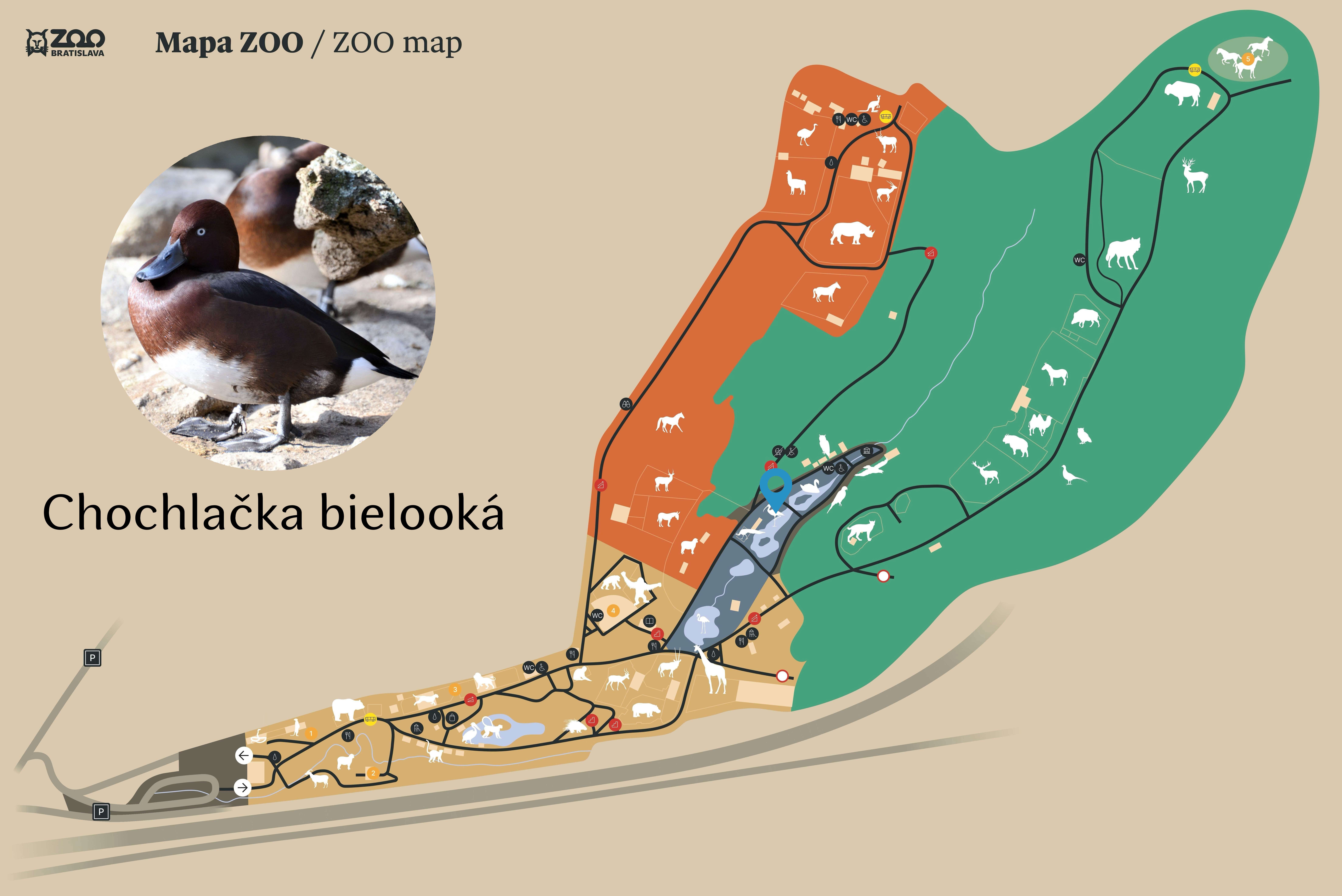Poloha Chochlačka bielooká v ZOO