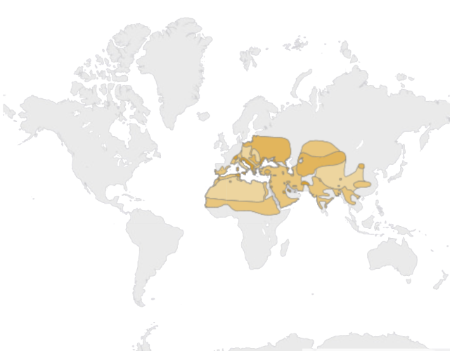 Mapa výskytu Chochlačka bielooká