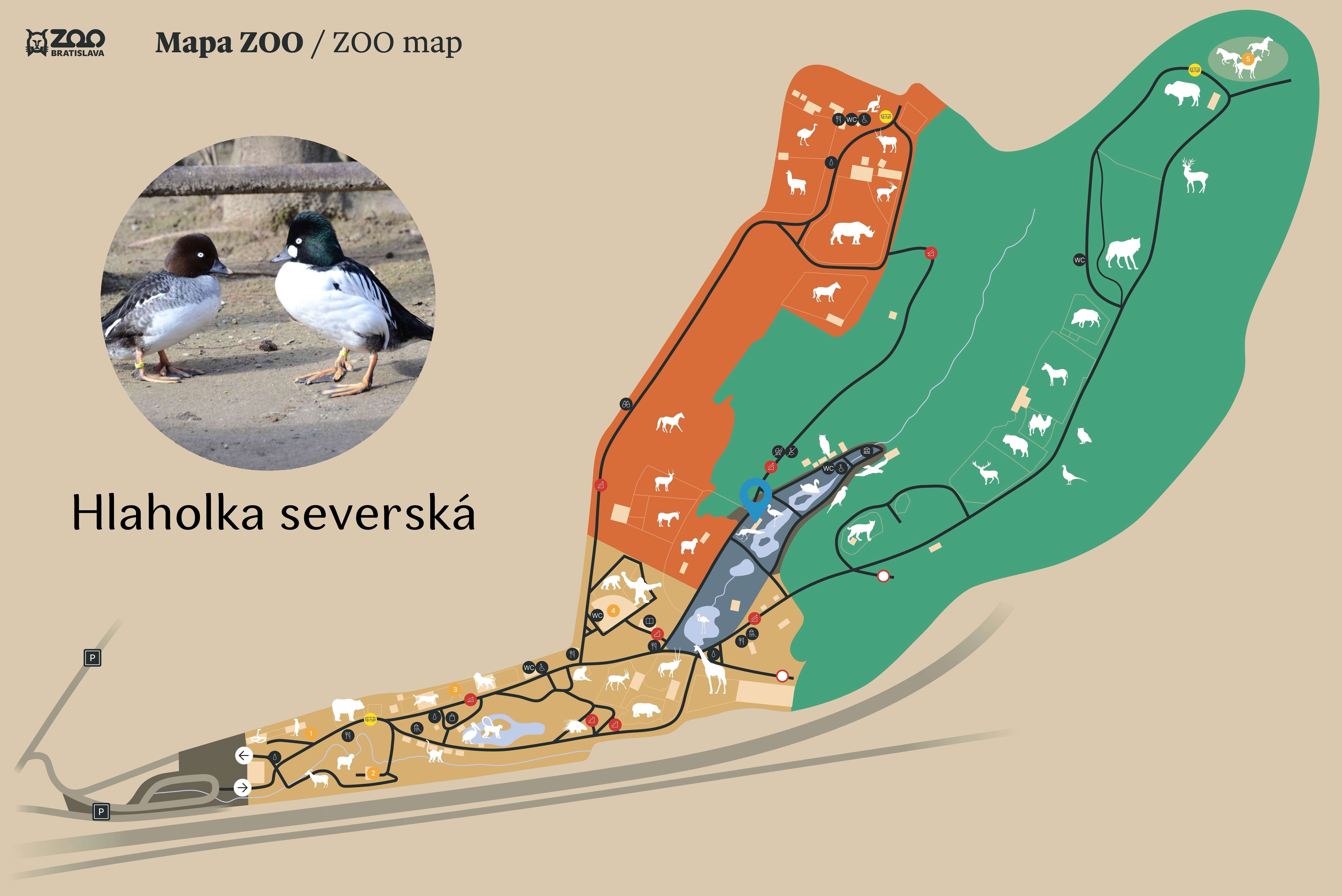 Poloha Hlaholka severská v ZOO