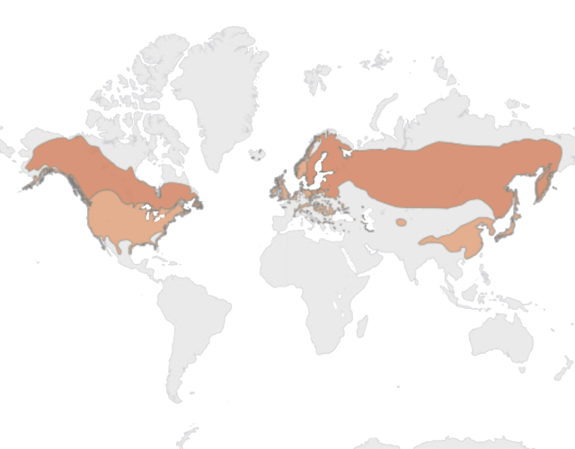 Mapa výskytu Hlaholka severská