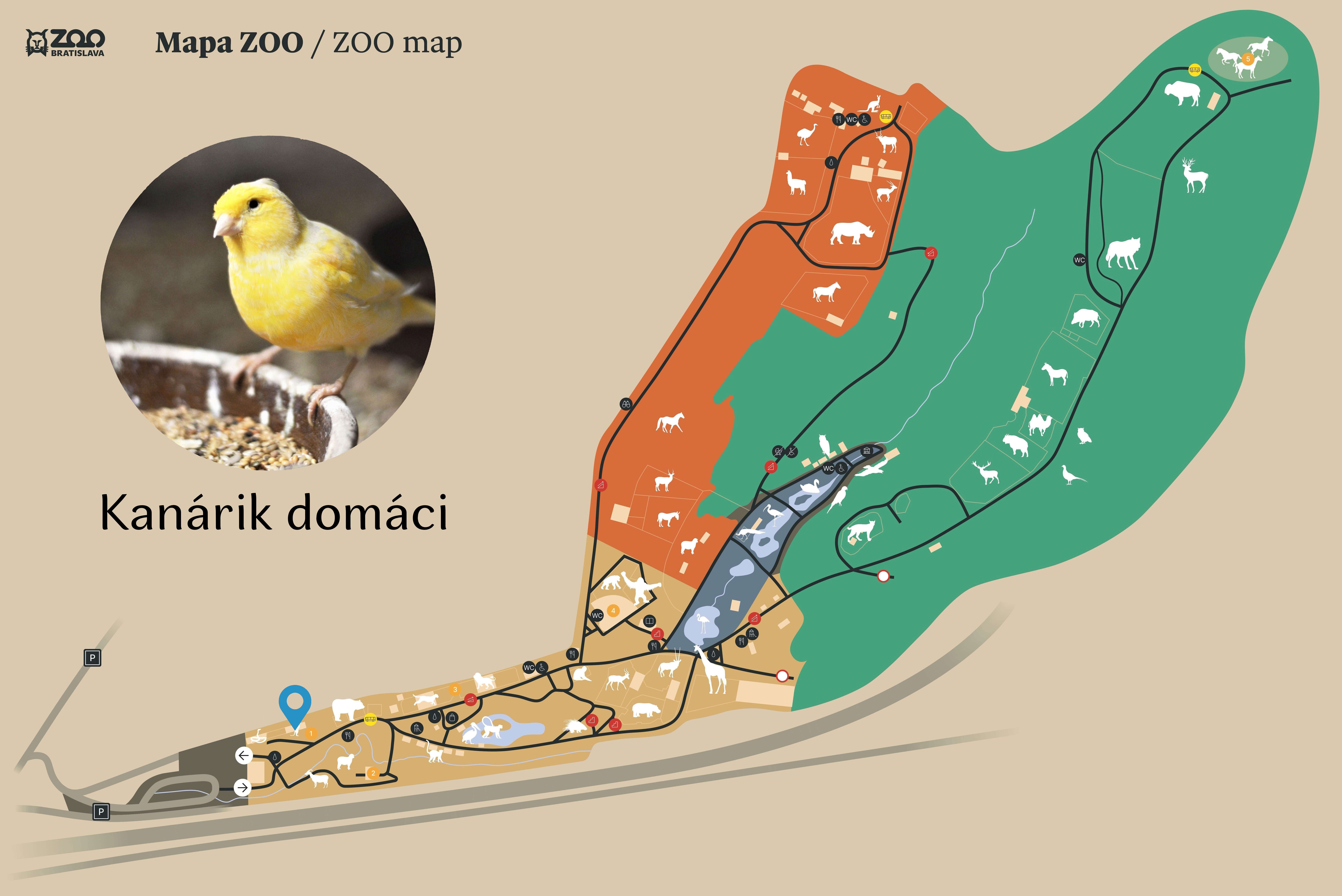 ZOO Domestic canary Exhibition