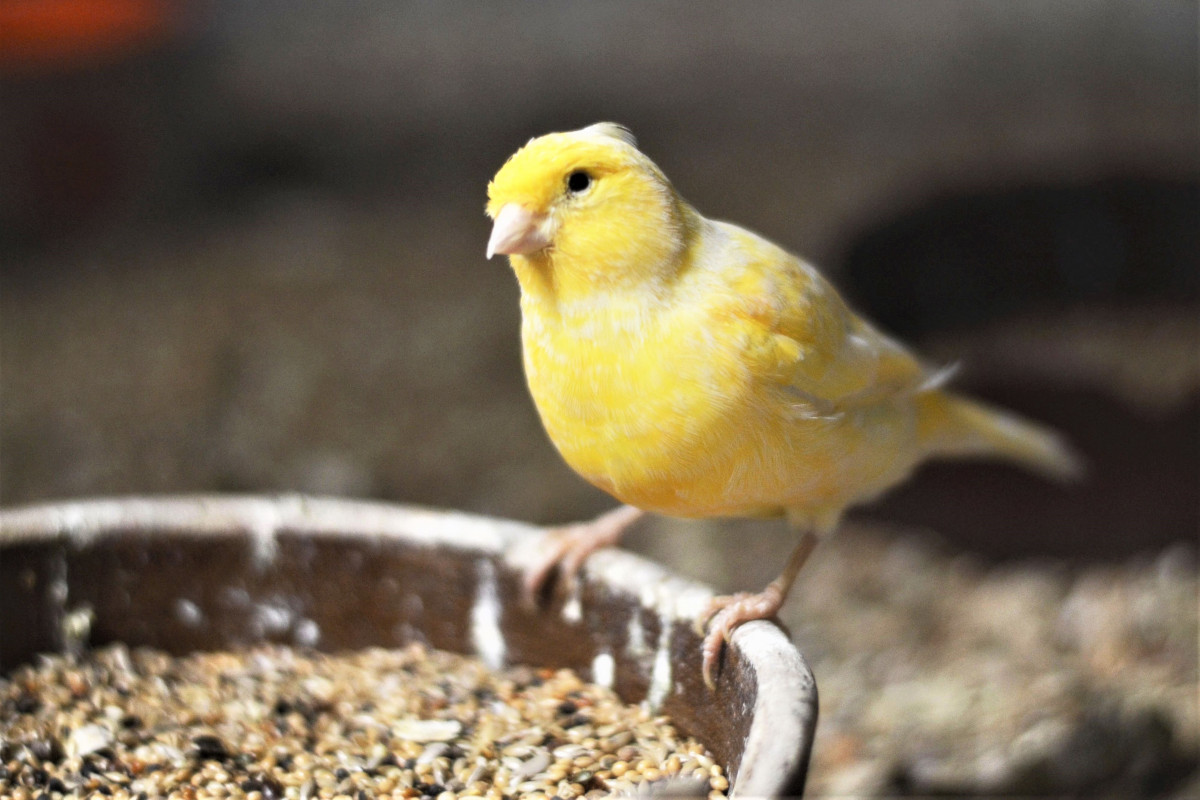 Domestic canary