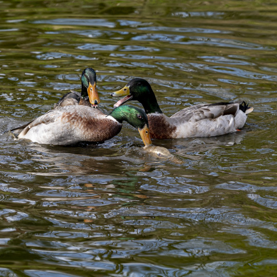 Domestic duck