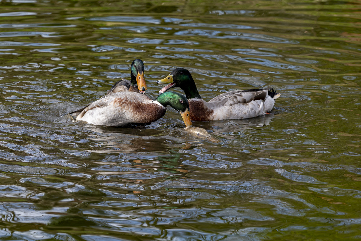 Domestic duck