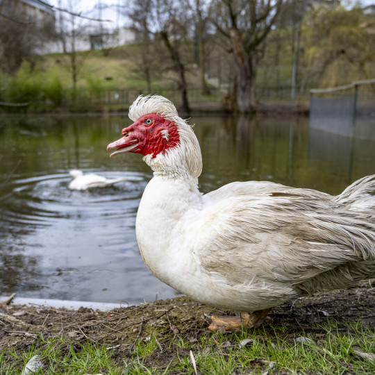 Domestic muscovy duck