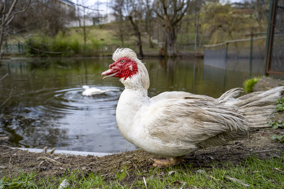 Domestic muscovy duck