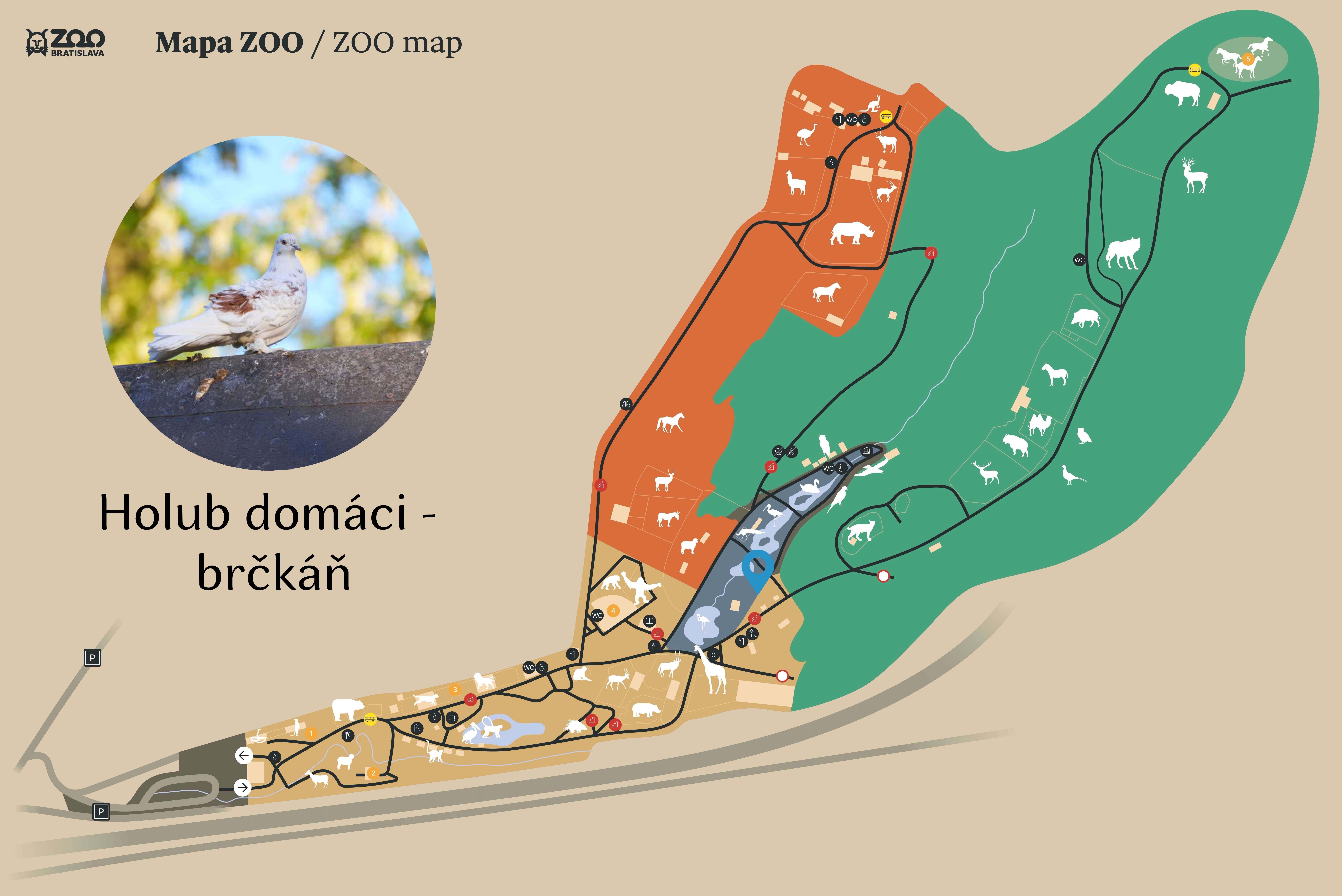 Poloha Holub domáci - brčkáň v ZOO