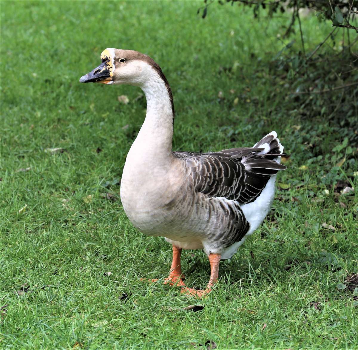 Domestic swan goose, white