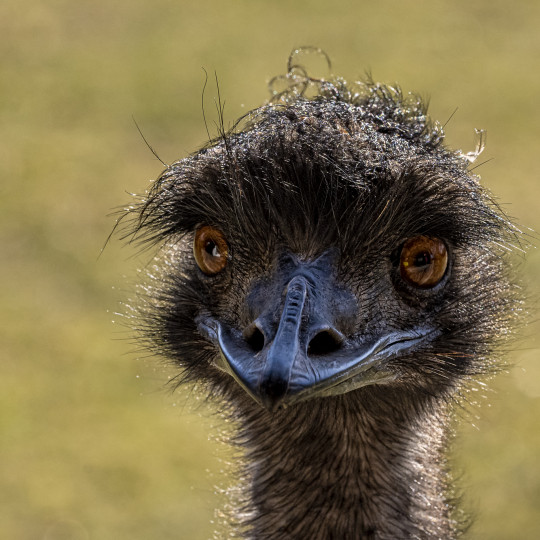 Emu hnedý