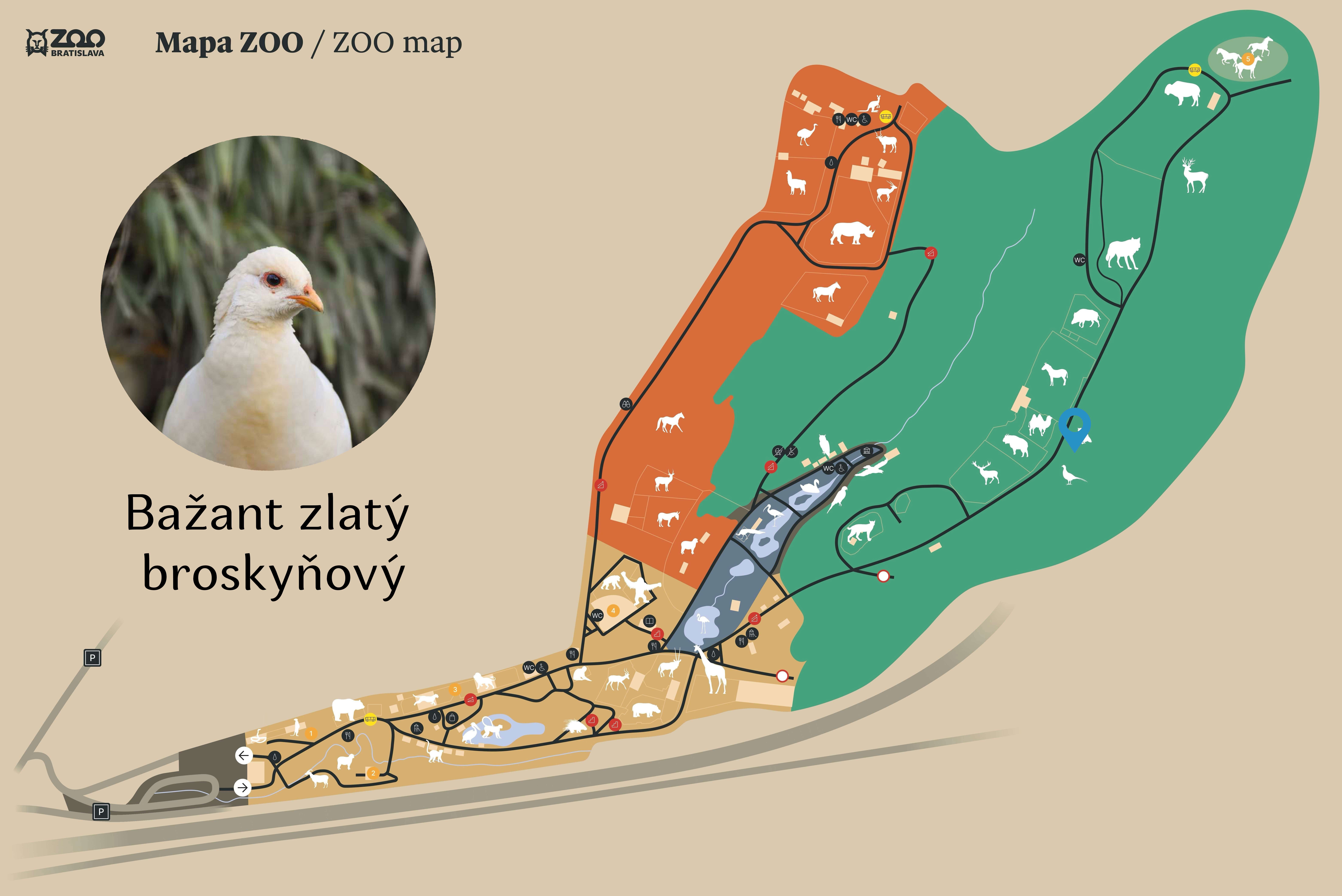 Poloha Bažant zlatý broskyňový v ZOO