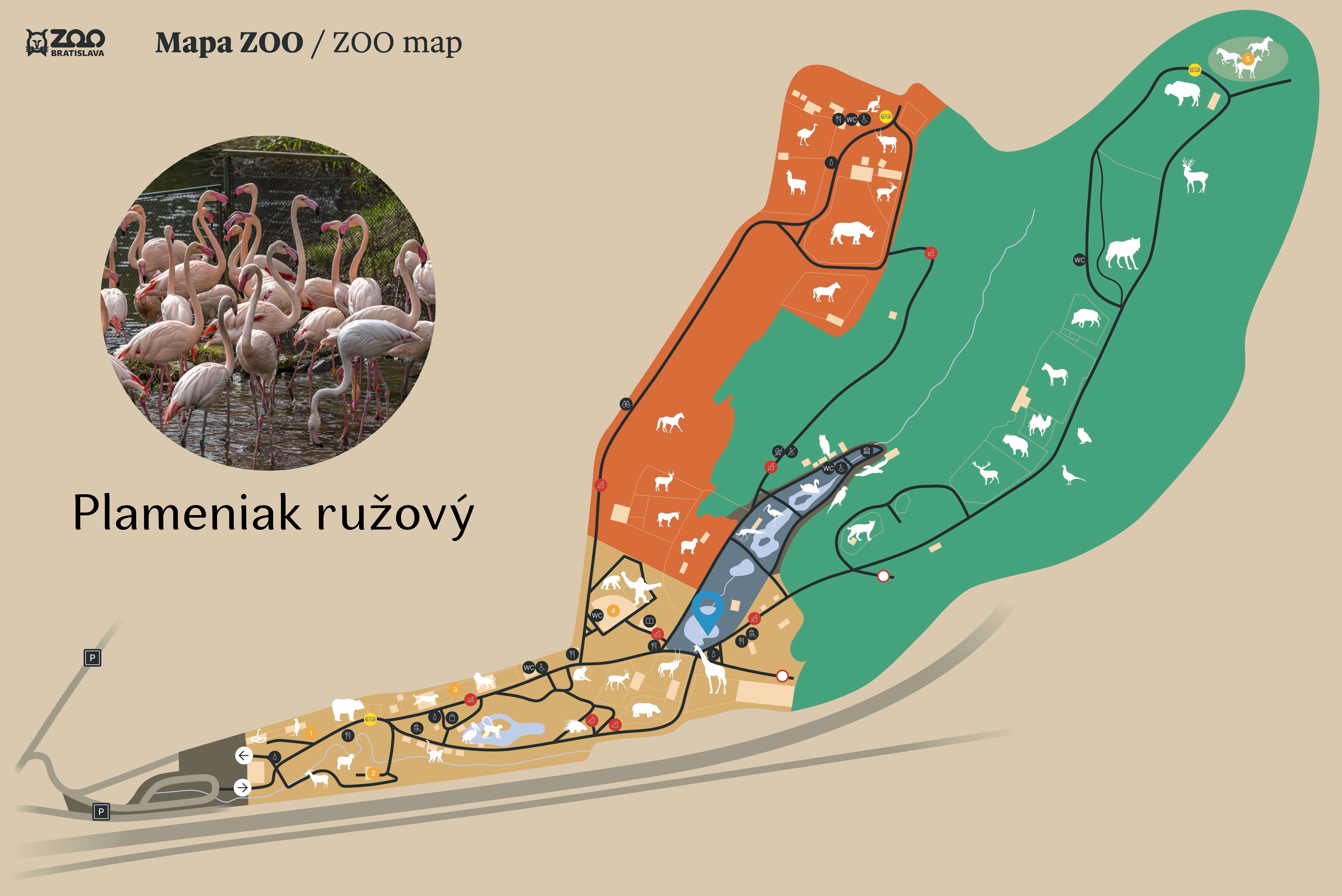 Poloha Plameniak ružový v ZOO