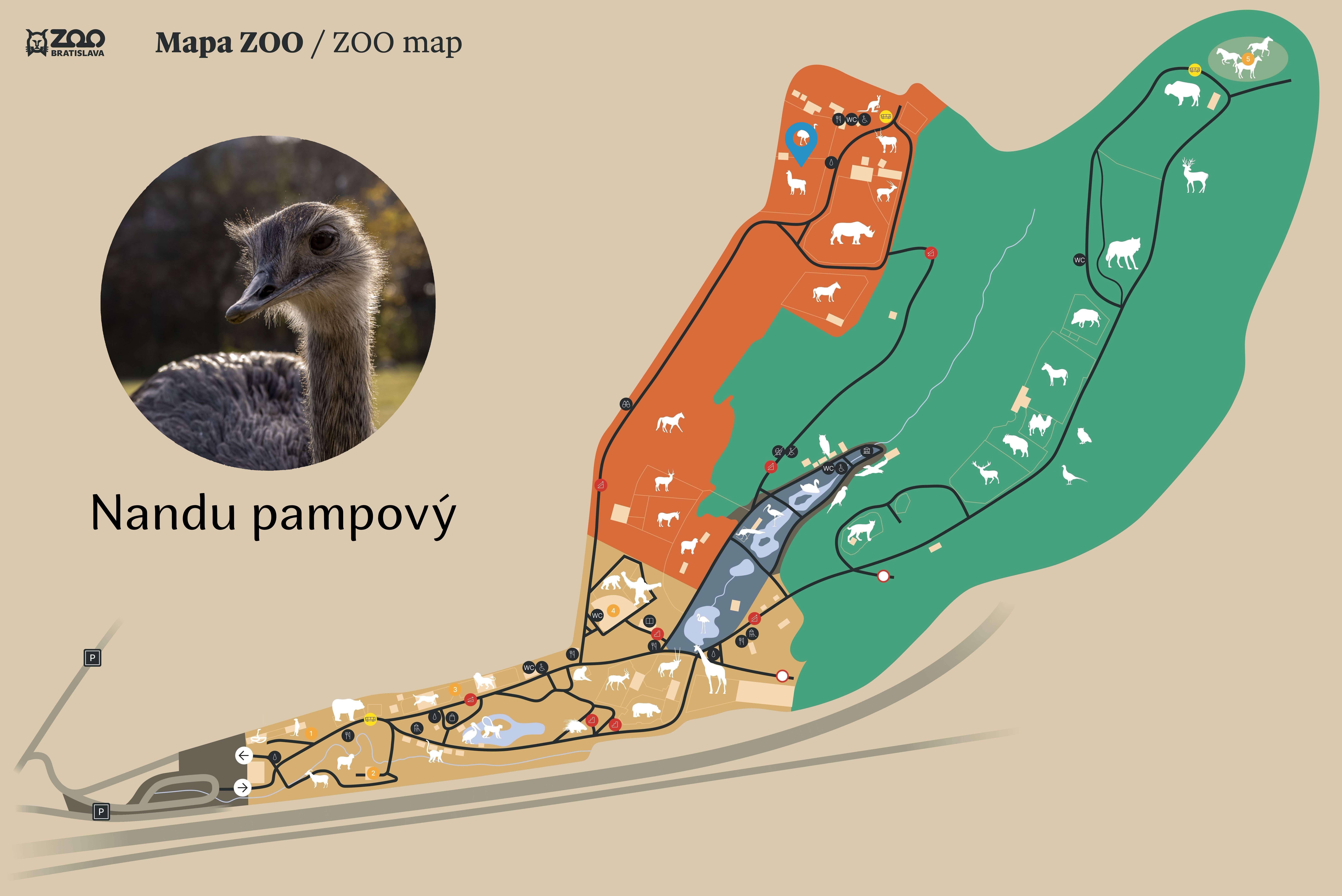 Poloha Nandu pampový v ZOO