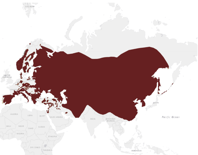 Mapa výskytu Výr skalný sibírsky