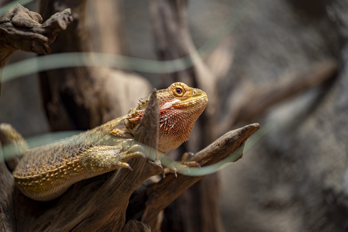 Inland bearded dragon