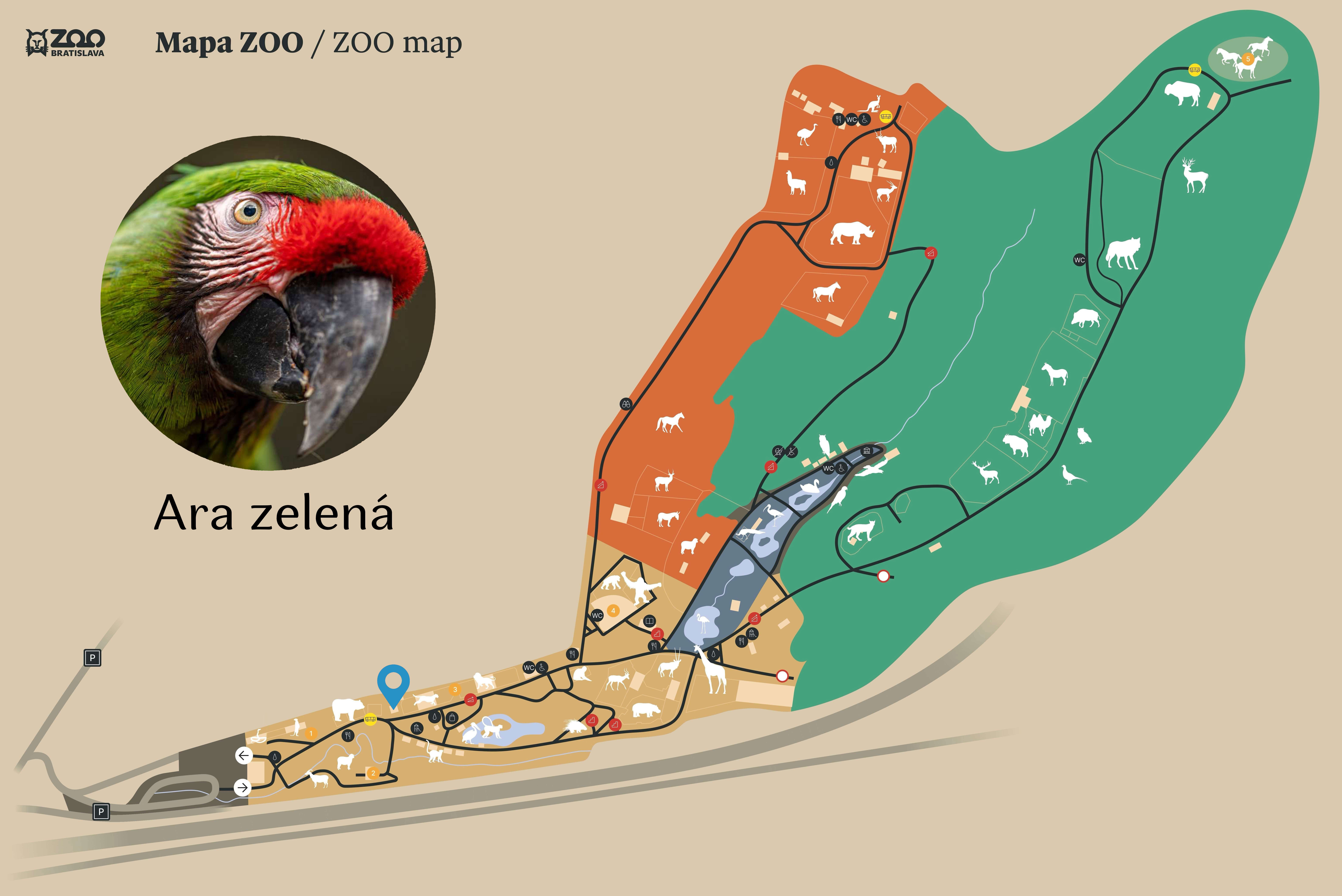 Poloha Ara zelená v ZOO