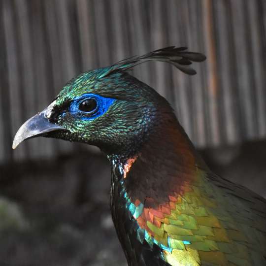 Monal lesklý