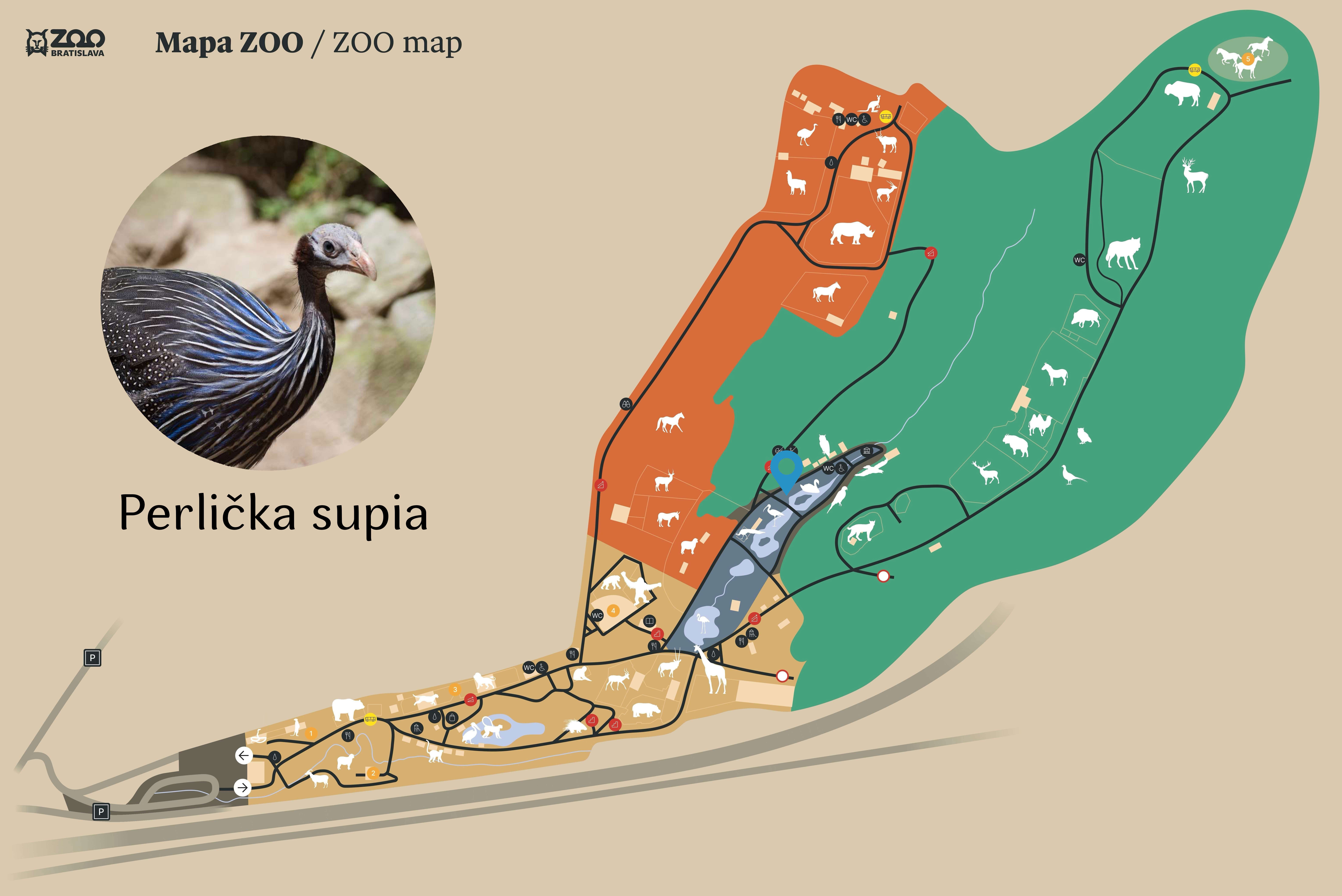 Poloha Perlička supia v ZOO