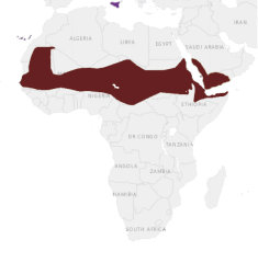 Mapa výskytu Hrdlička chichotavá