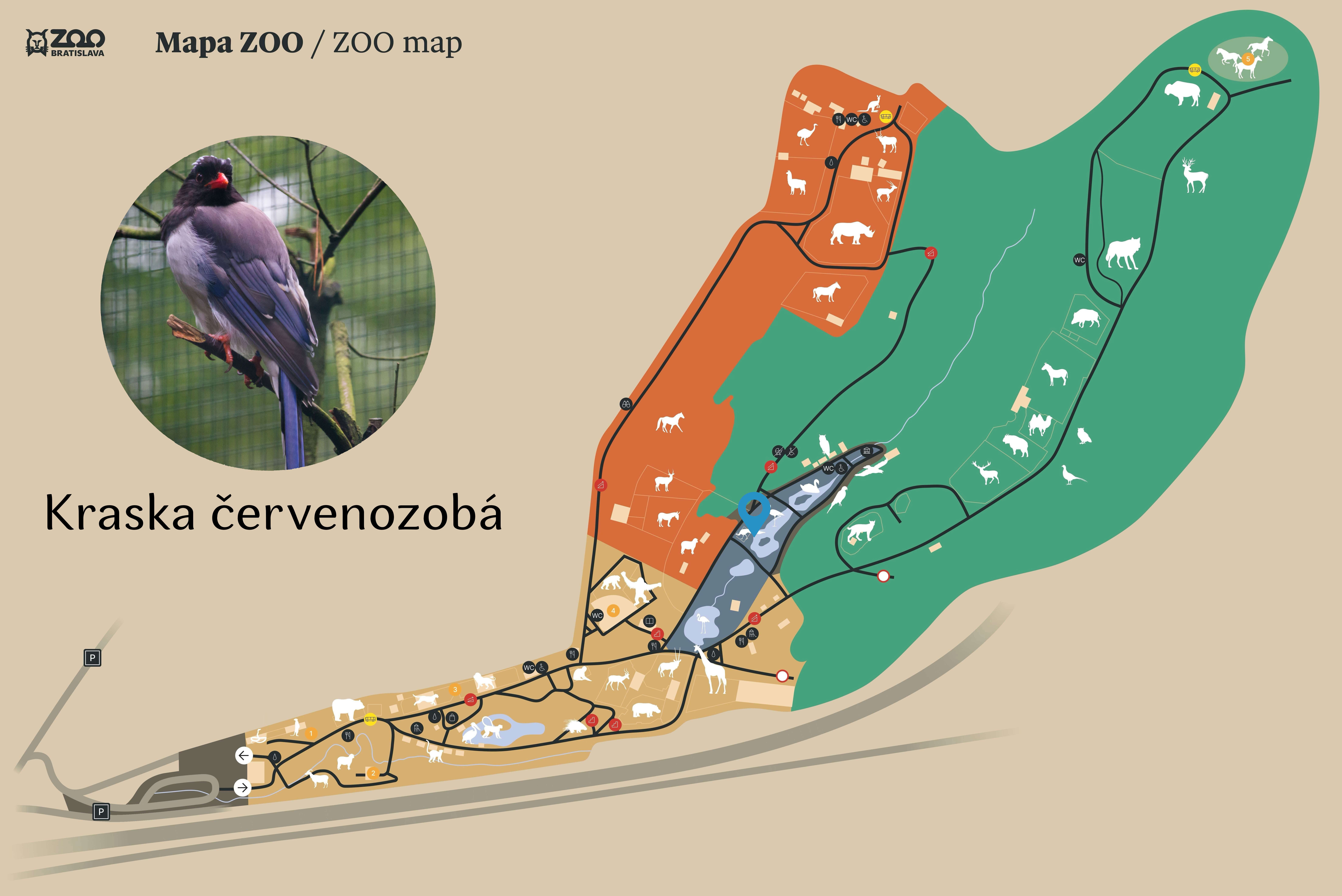 Poloha Kraska červenozobá v ZOO