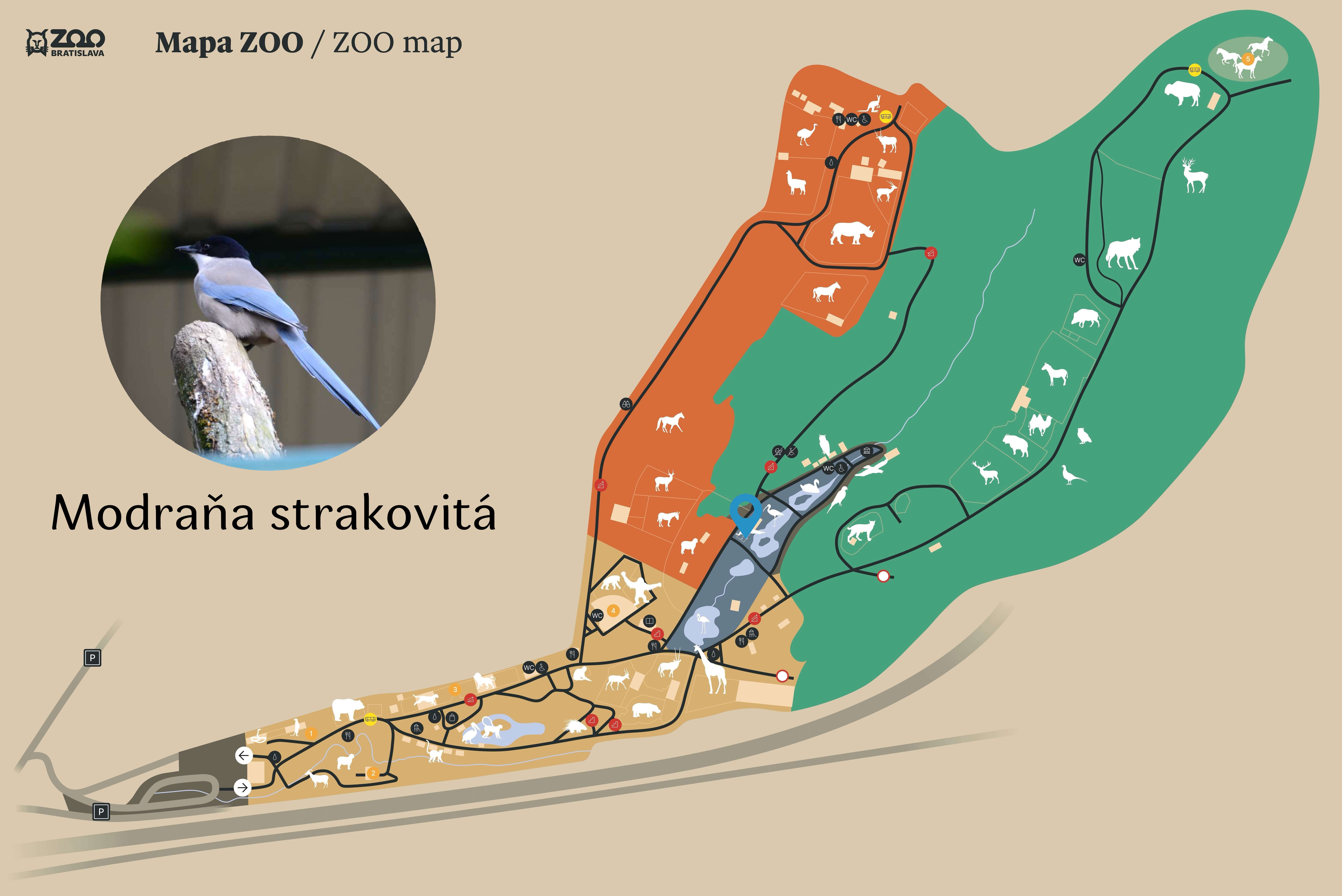 Poloha Modraňa strakovitá v ZOO