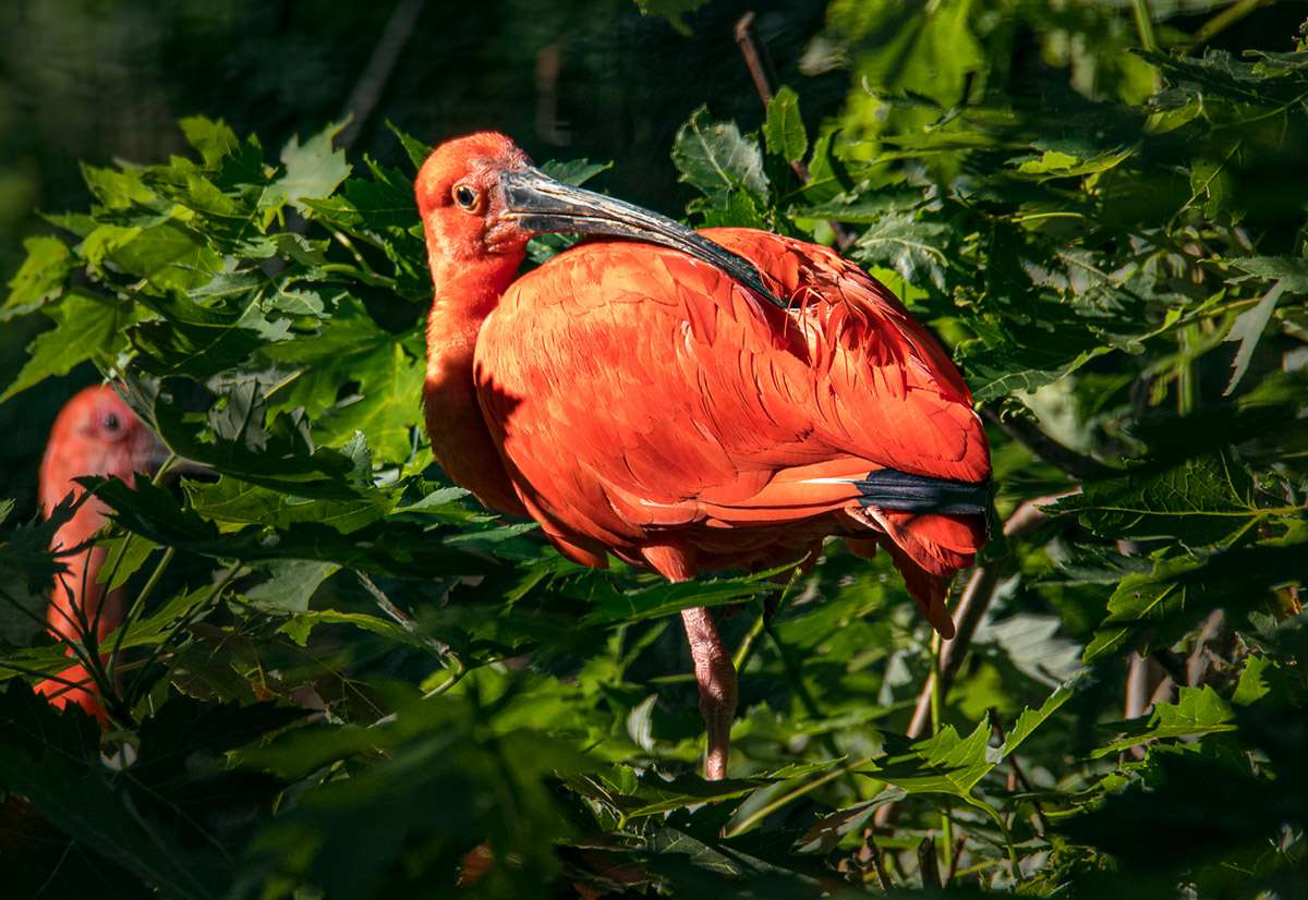 Ibis červený