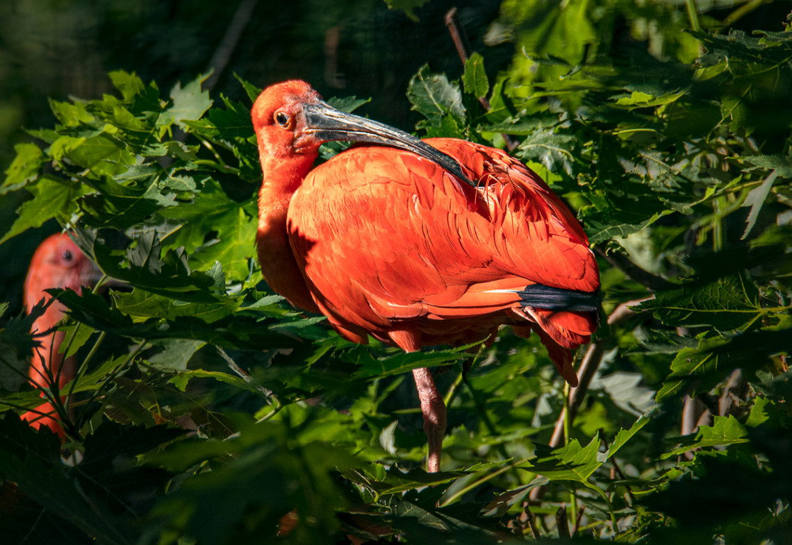 Ibis červený