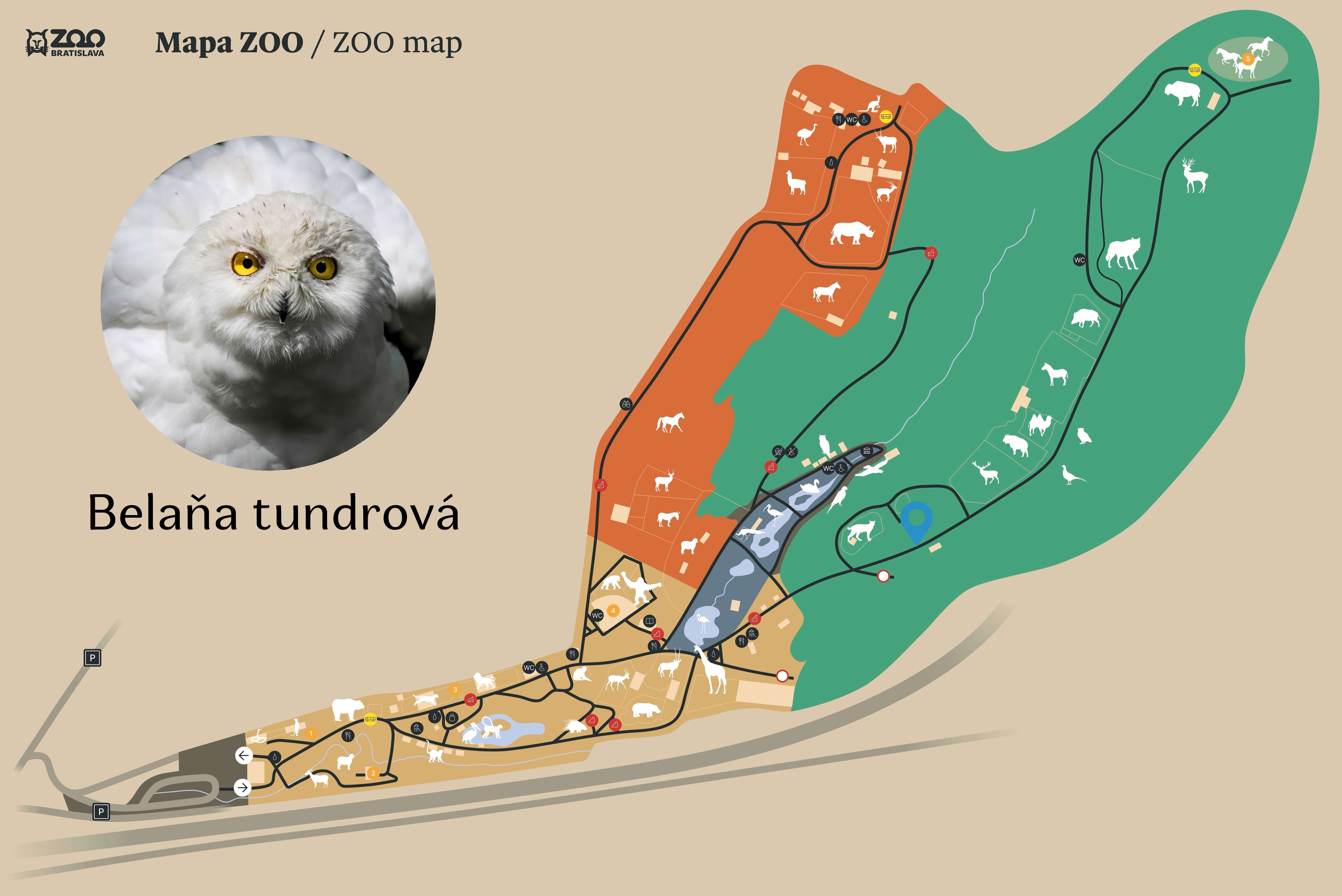 Poloha Belaňa tundrová v ZOO
