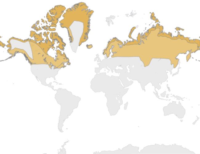 Mapa výskytu Belaňa tundrová