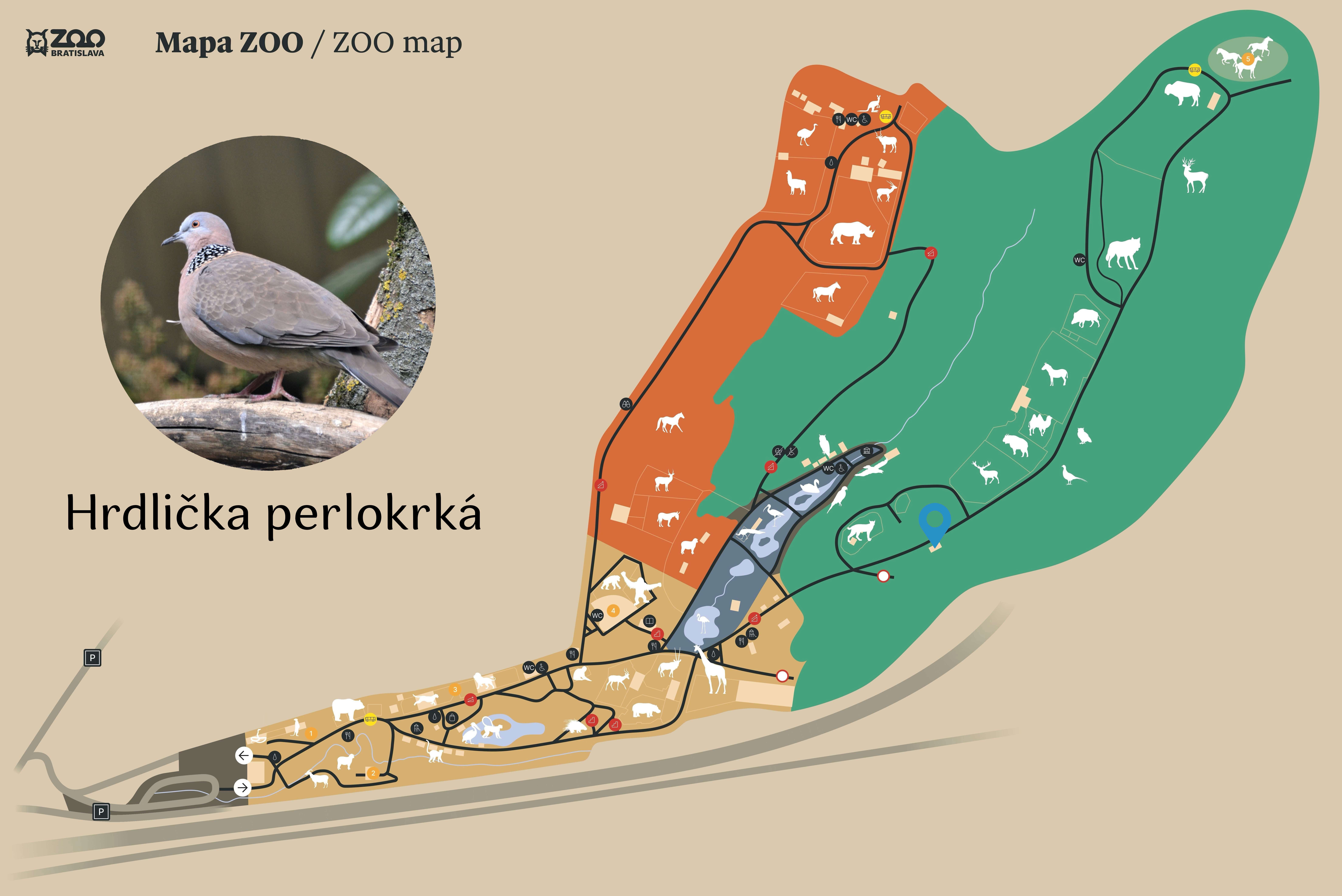 Poloha Hrdlička perlokrká v ZOO