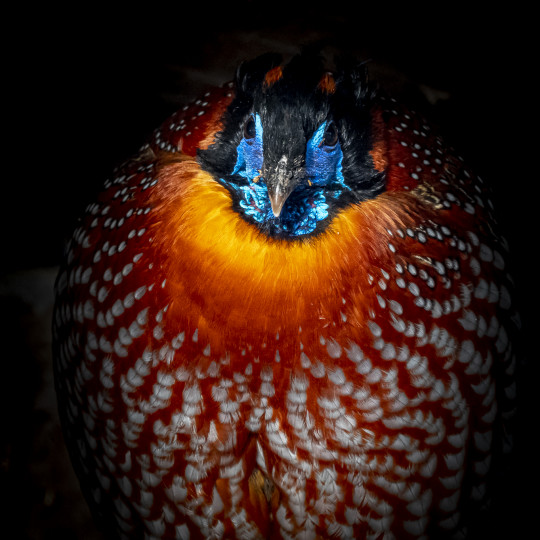 Tragopan modrolíci