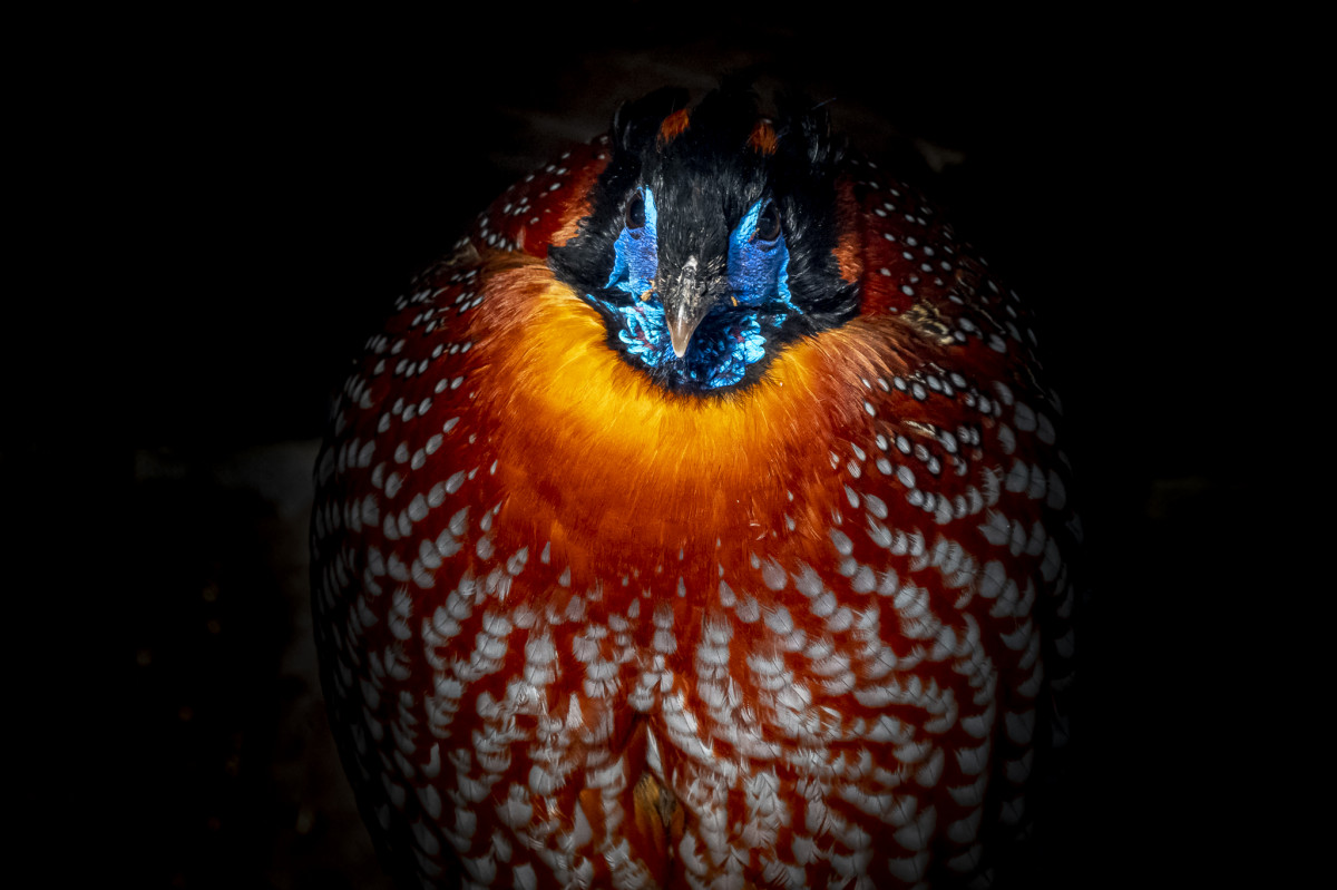 Tragopan modrolíci