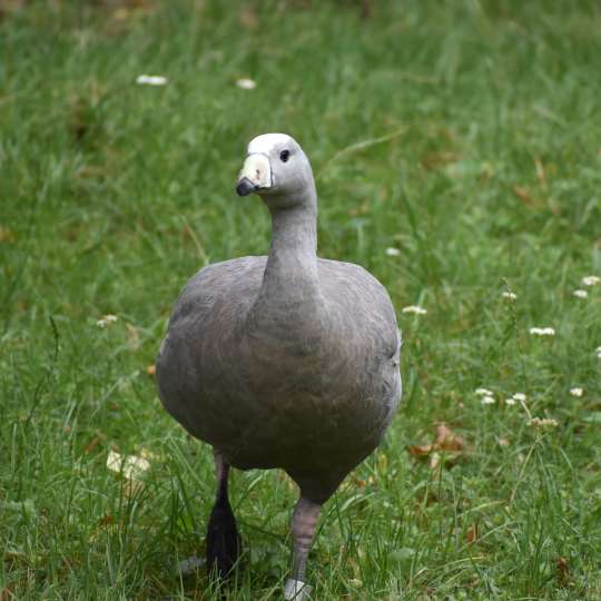 Zemnárka krátkozobá