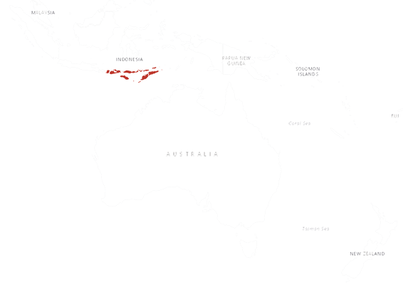 Location Timor zebra finch