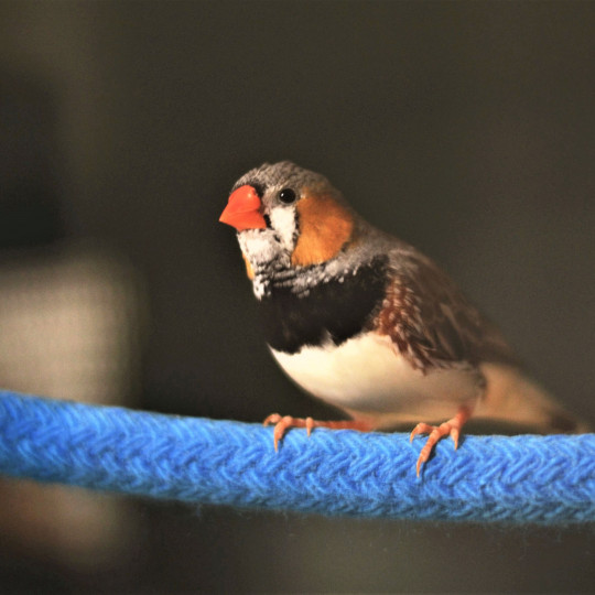 Timor zebra finch