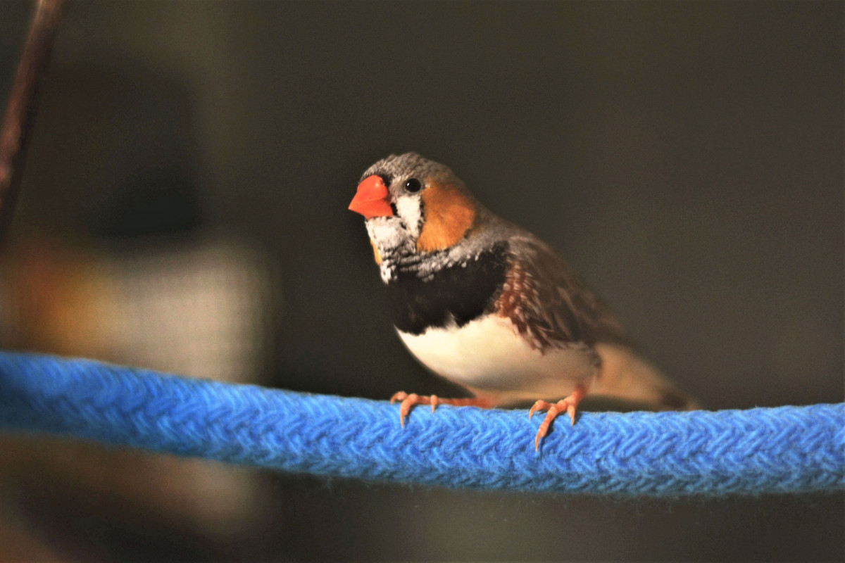 Timor zebra finch