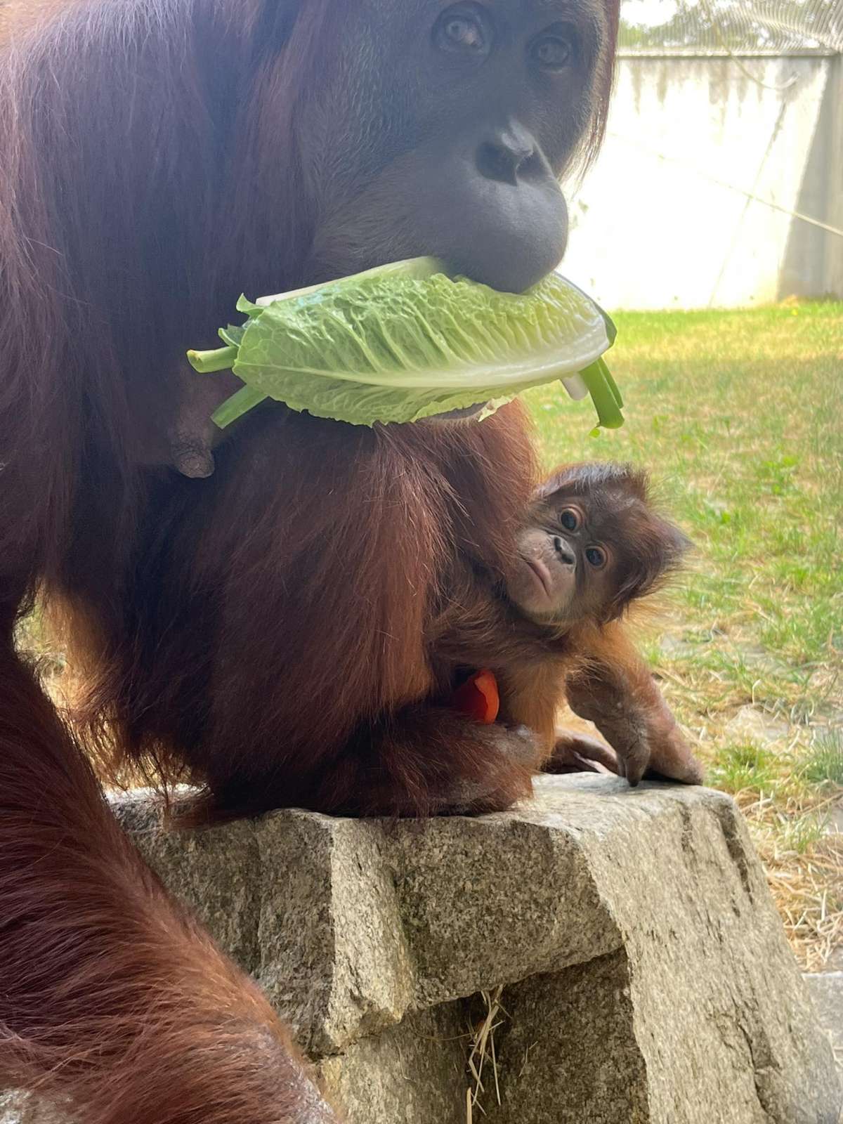 Druhý míľnik v živote mláďaťa orangutana sumatrianskeho 
