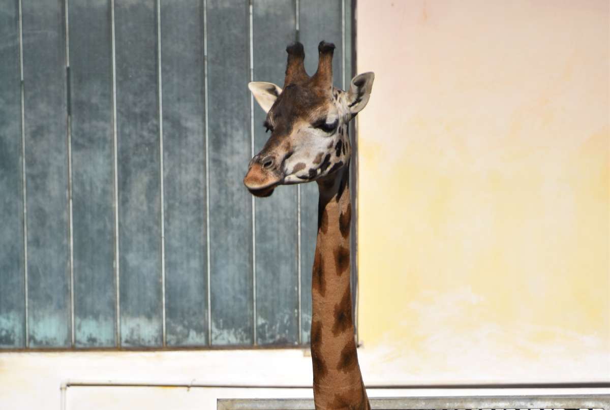 ZOO Bratislava uhynula samica žirafy Rothschildovej