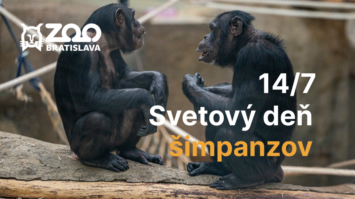 Svetový deň šimpanzov