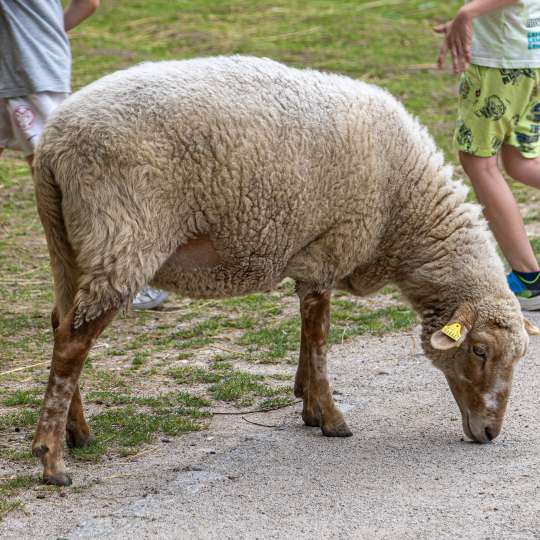 Ovca domáca