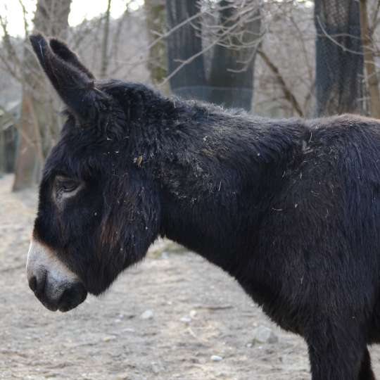 Somár domáci