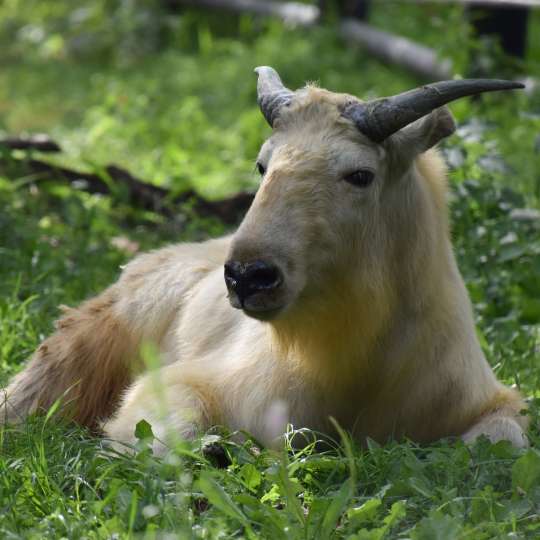 Takin zlatý