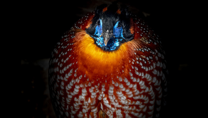 Tragopan modrolíci (70 €/rok)
