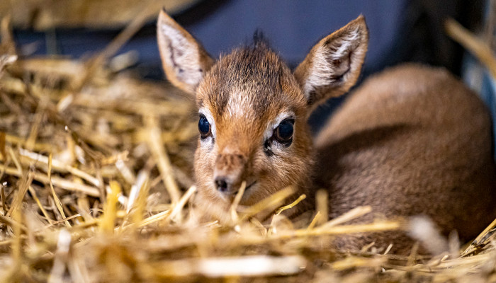 Dikdik Kirkov (100 eur/rok)