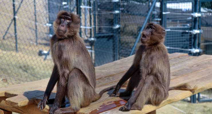 Do ZOO Bratislava prichádzajú prvé dželady. Nový výbeh ponúkne jedinečný výhľad na mesto