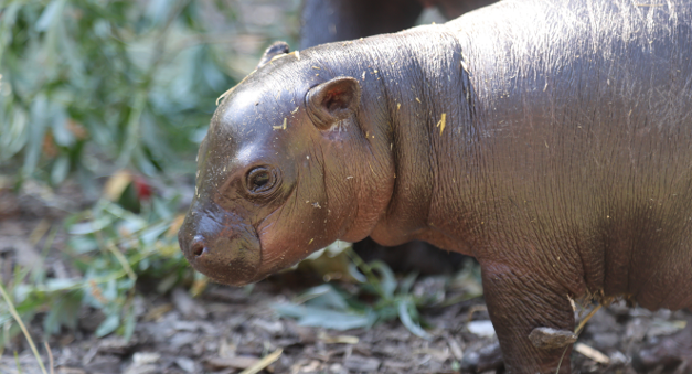 Dlho očakávaný dar: ZOO Bratislava sa teší z narodenia mláďaťa vzácneho hrošíka libérijského