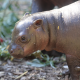 Dlho očakávaný dar: ZOO Bratislava sa teší z narodenia mláďaťa vzácneho hrošíka libérijského
