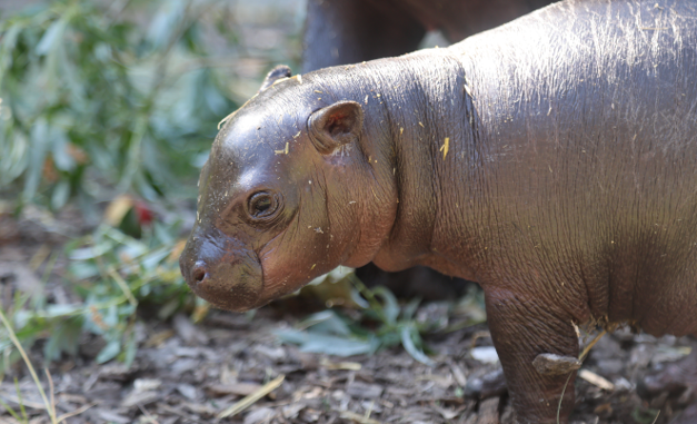 Dlho očakávaný dar: ZOO Bratislava sa teší z narodenia mláďaťa vzácneho hrošíka libérijského