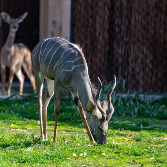 Lesser kudu