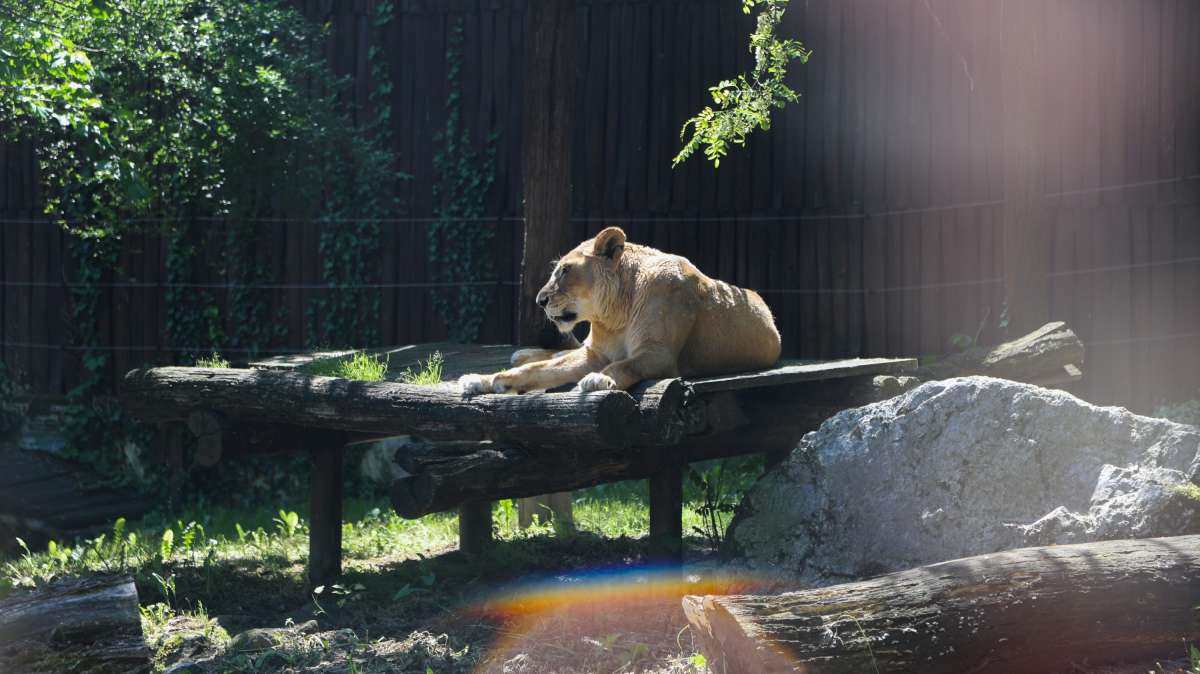 ZOO Bratislava pristúpila k eutanázii levice juhoafrickej