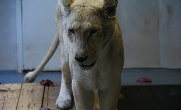 ZOO Bratislava privítala novú samicu leva juhoafrického 